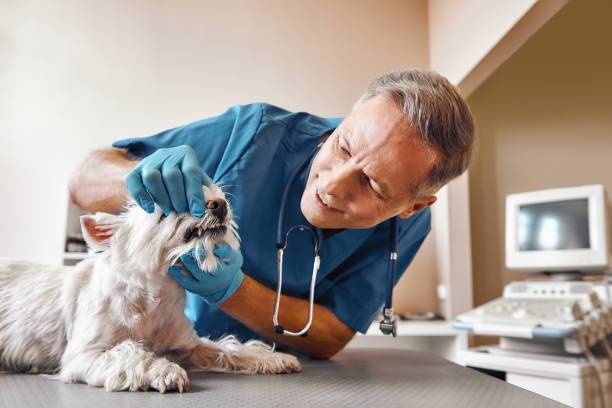 Urgent Tooth Repair in NM